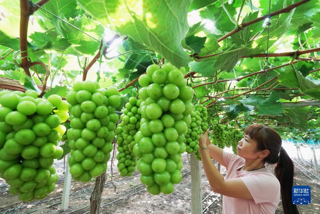 白菜平台大全